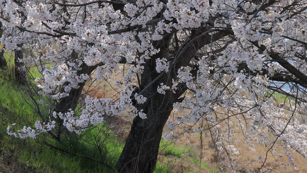 樱桃树(Prunus subg)樱)和樱花(Prunus Campanulata) /海南郡，全南道，韩国视频素材