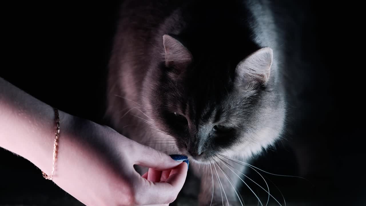 一个孤立的黑色背景上一个可爱的猫的肖像。吃女孩手里的食物视频素材