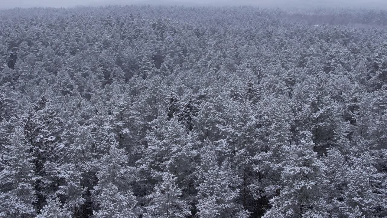 在华丽的冬日，鸟瞰被冰雪覆盖的树梢。在美丽宁静的冬日早晨，飞越令人惊叹的雪上松林。在波兰，飞越刚刚被雪覆盖的冬季森林。视频素材