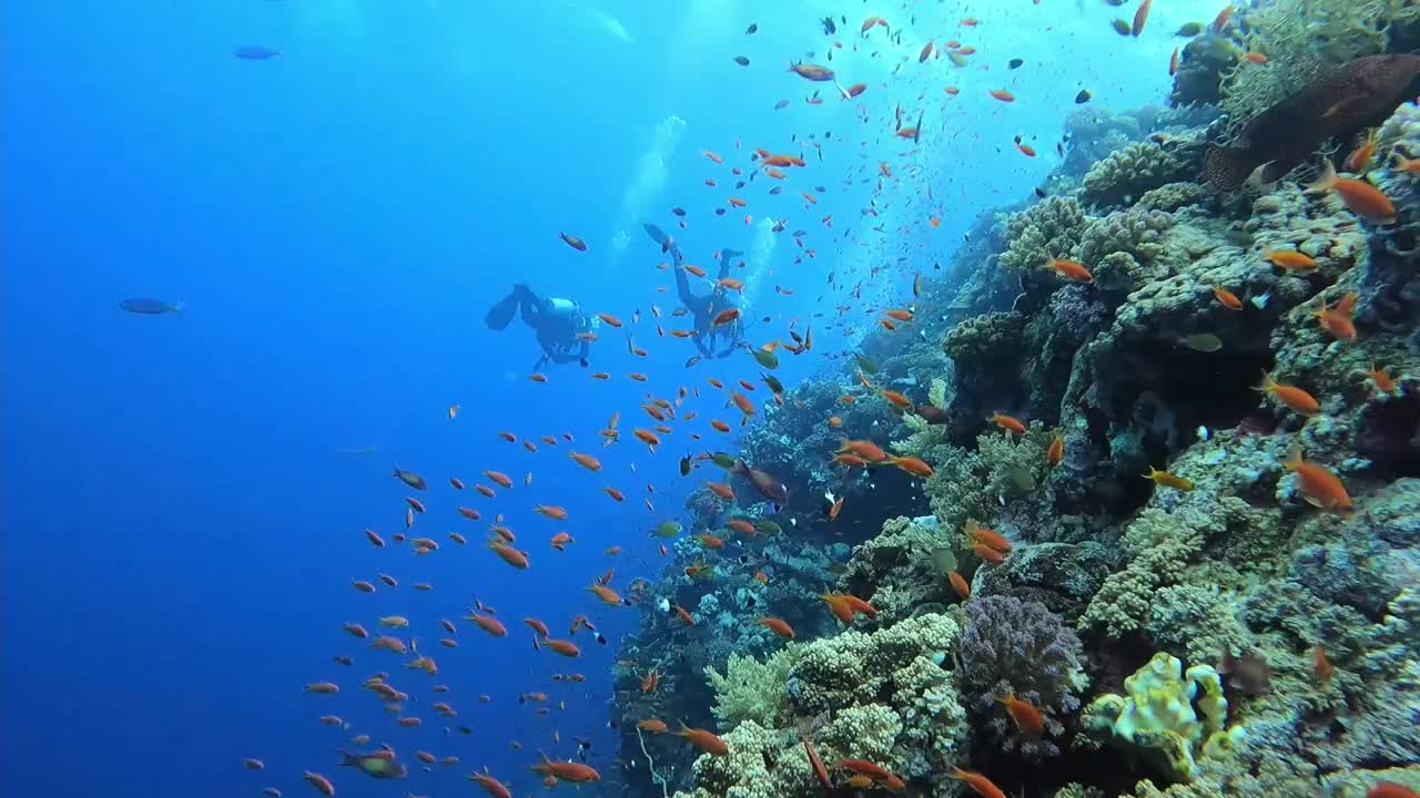 潜水员游过埃及红海底部五彩缤纷的珊瑚群视频素材