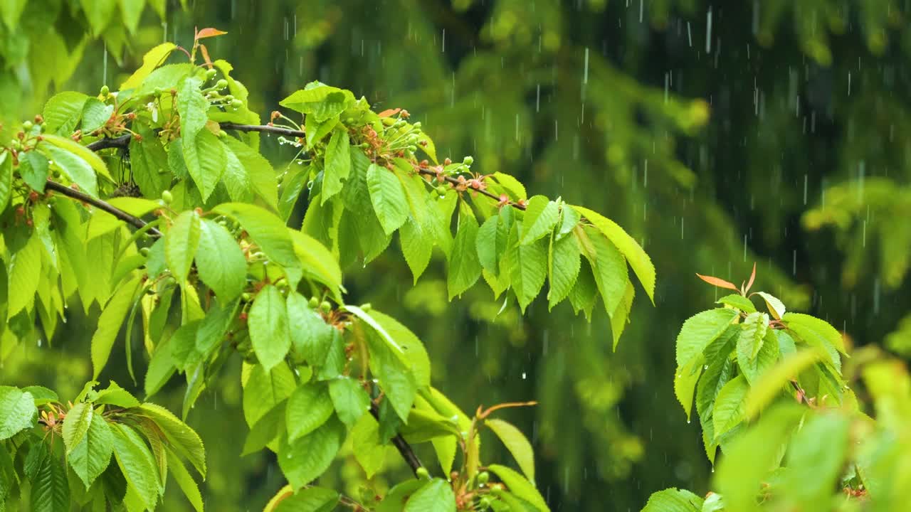 植物的绿叶因水滴而摇曳。大雨期间从绿叶上滴下的雨滴慢动作。大自然中的雨天和雨滴。视频素材