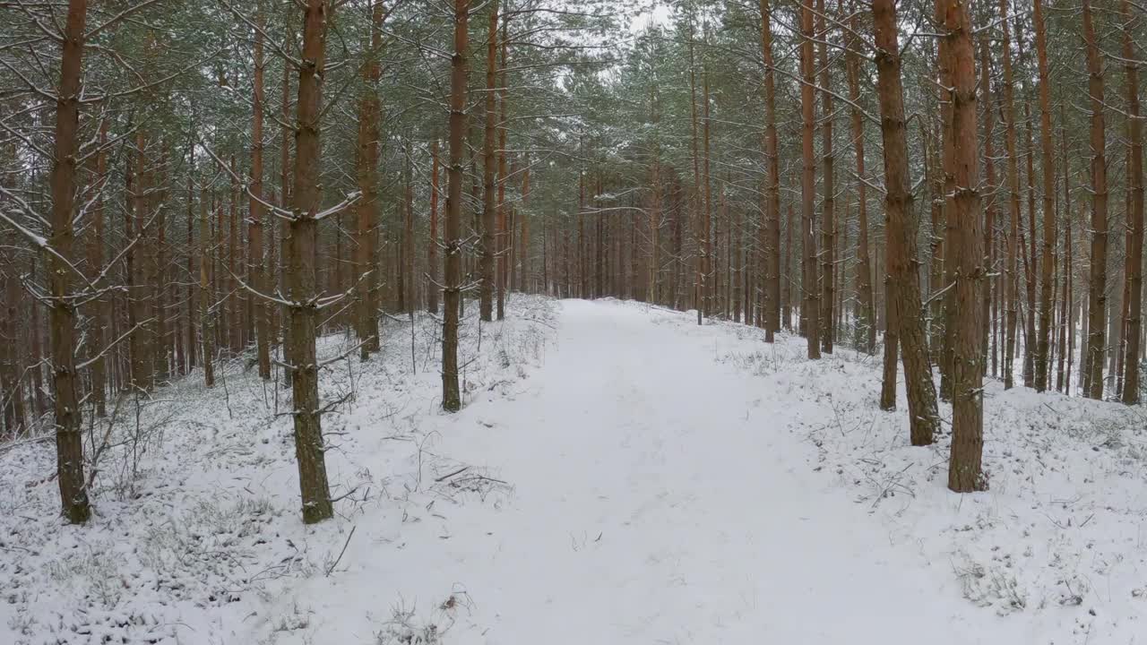 阴天里森林里刚下的雪。漫步在松林视频素材