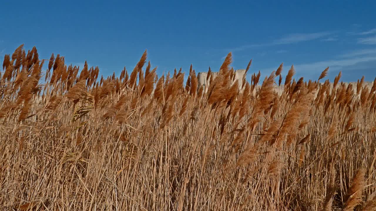 Aigues Mortes, Gard，欧西坦语，法国视频素材