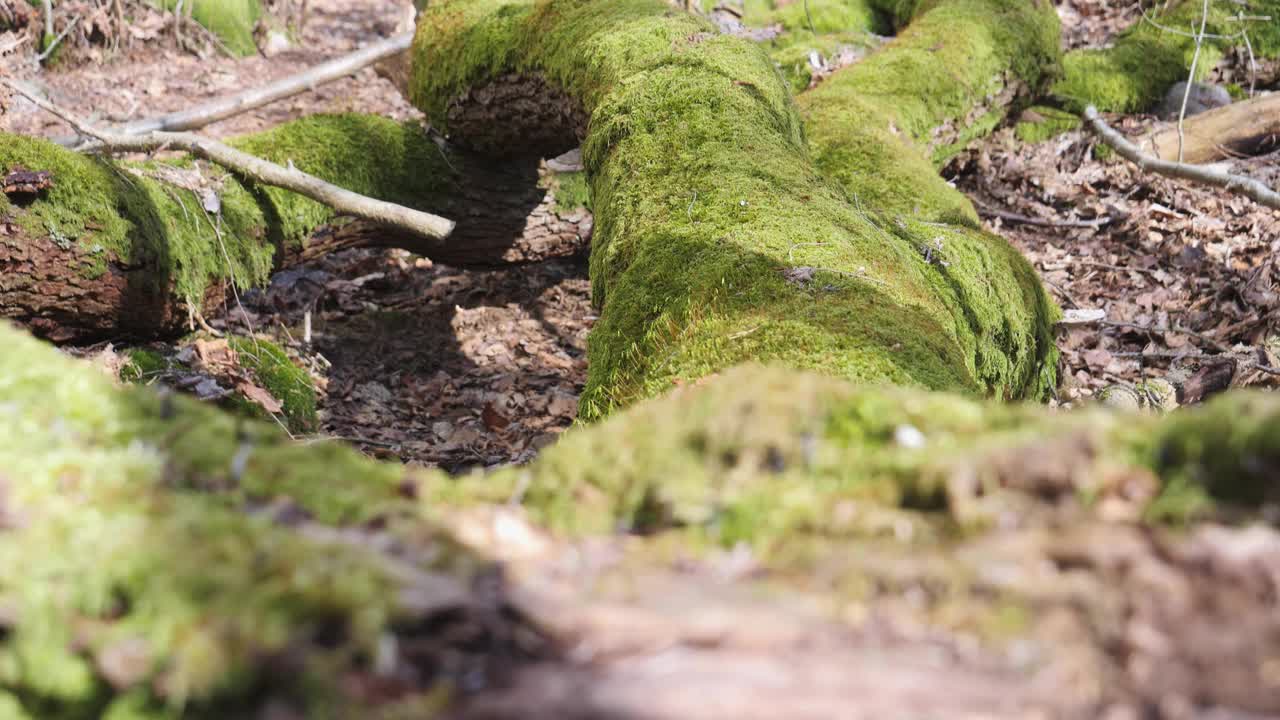 苔藓覆盖的树干在地面春季日在北欧自然，多利上升的镜头视频素材