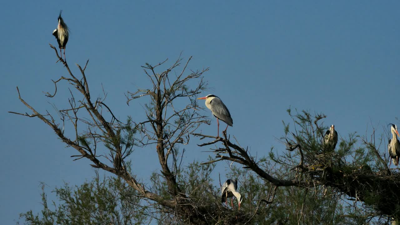 一只灰鹭在树上，法国Camargue桥的鸟类公园视频素材