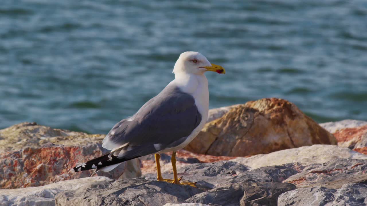 海鸥独自站在海边的石头上视频素材