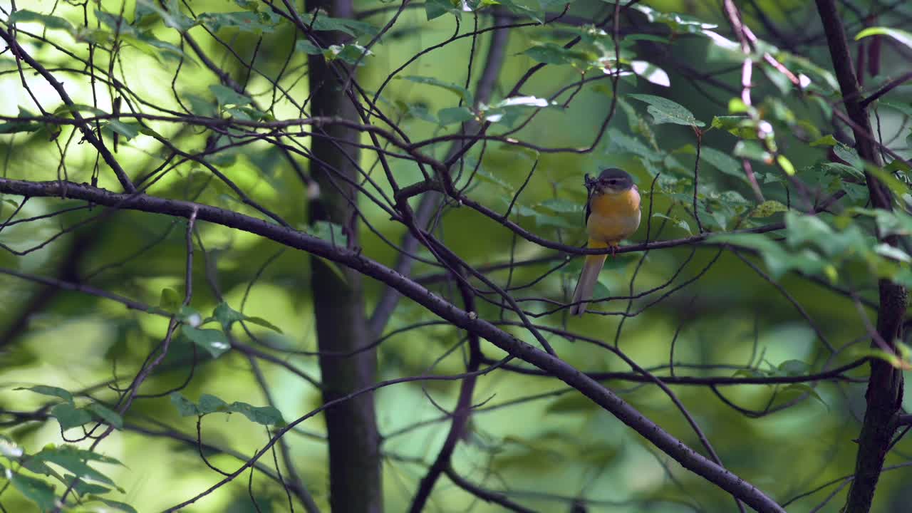 灰色的摇摆尾(Motacilla cinerea，雌性)，栖息在树枝上。它的嘴里有给幼鸟吃的食物。夏日森林，暖色调。一种罕见的黄色鸟。视频素材