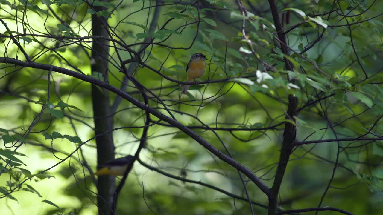 灰色的摇摆尾(Motacilla cinerea，雌性)，栖息在树枝上。它的嘴里有给幼鸟吃的食物。夏日森林，暖色调。一种罕见的黄色鸟。视频素材