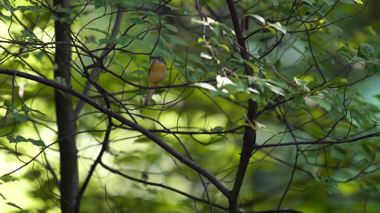 灰色的摇摆尾(Motacilla cinerea，雌性)，栖息在树枝上。它的嘴里有给幼鸟吃的食物。夏日森林，暖色调。一种罕见的黄色鸟。视频素材