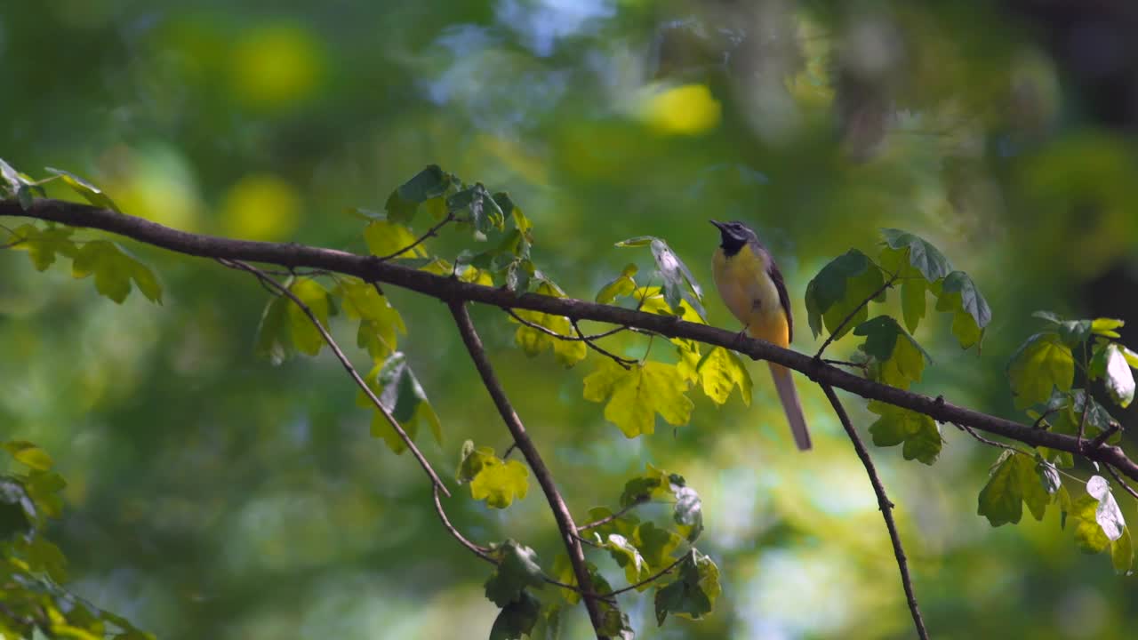 灰色的摇尾猴(Motacilla cinerea，雄性)，栖息在树枝上，环顾四周休息。夏日森林，暖色调。一种罕见的黄色鸟。视频素材