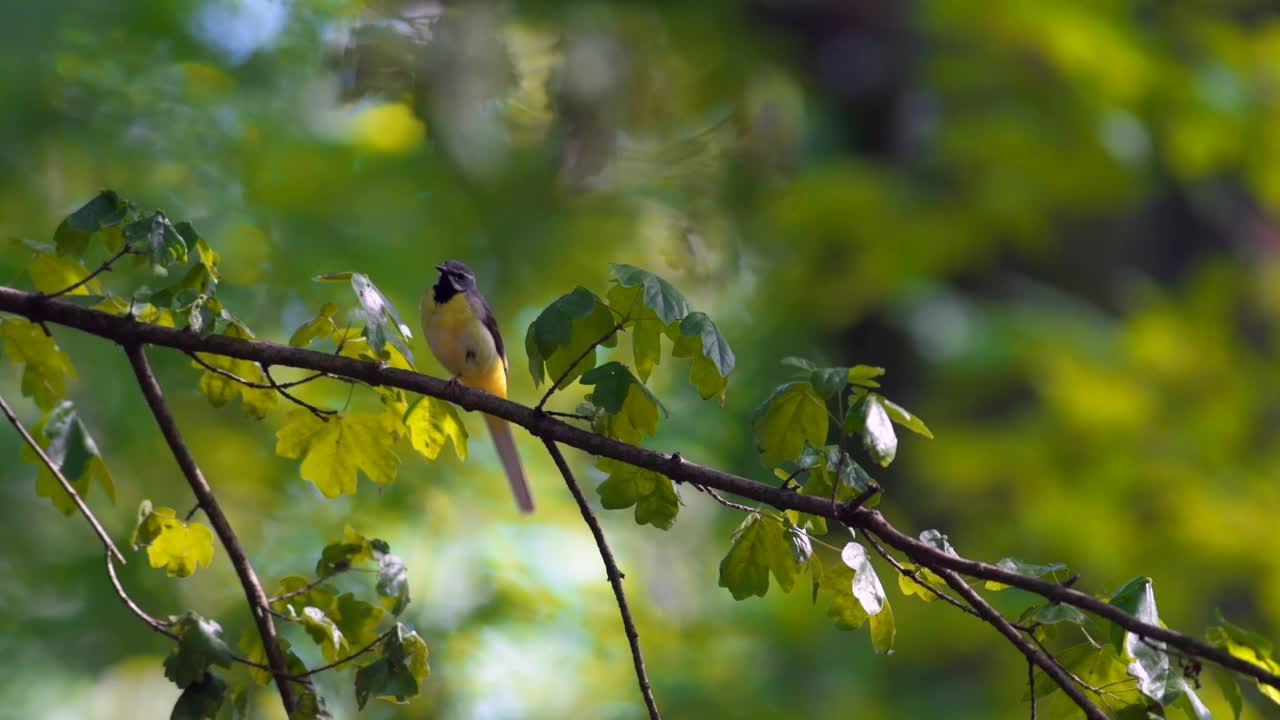 灰色的摇尾猴(Motacilla cinerea，雄性)，栖息在树枝上，环顾四周休息。夏日森林，暖色调。一种罕见的黄色鸟。视频素材