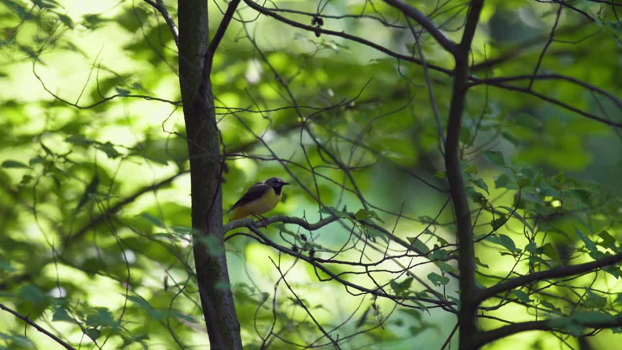 灰色的摇尾猴(Motacilla cinerea，雄性)，栖息在树枝上，环顾四周休息。夏日森林，暖色调。一种罕见的黄色鸟。视频素材