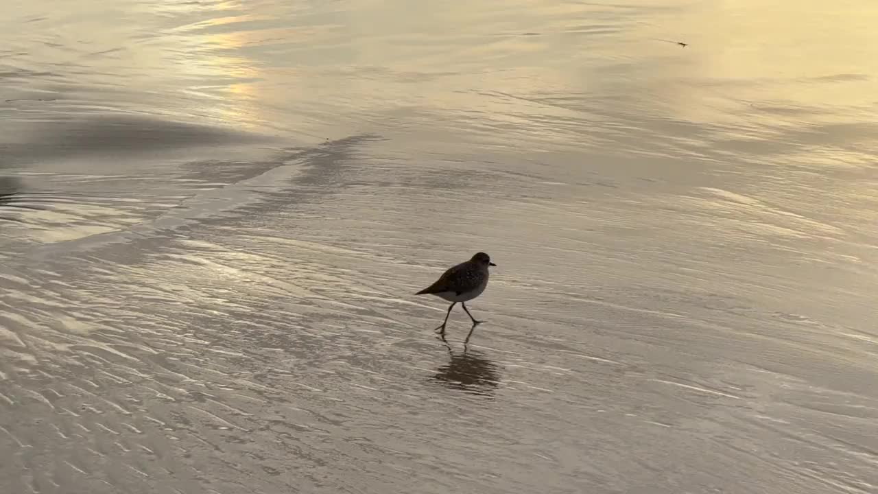 新港海滩的氛围视频下载