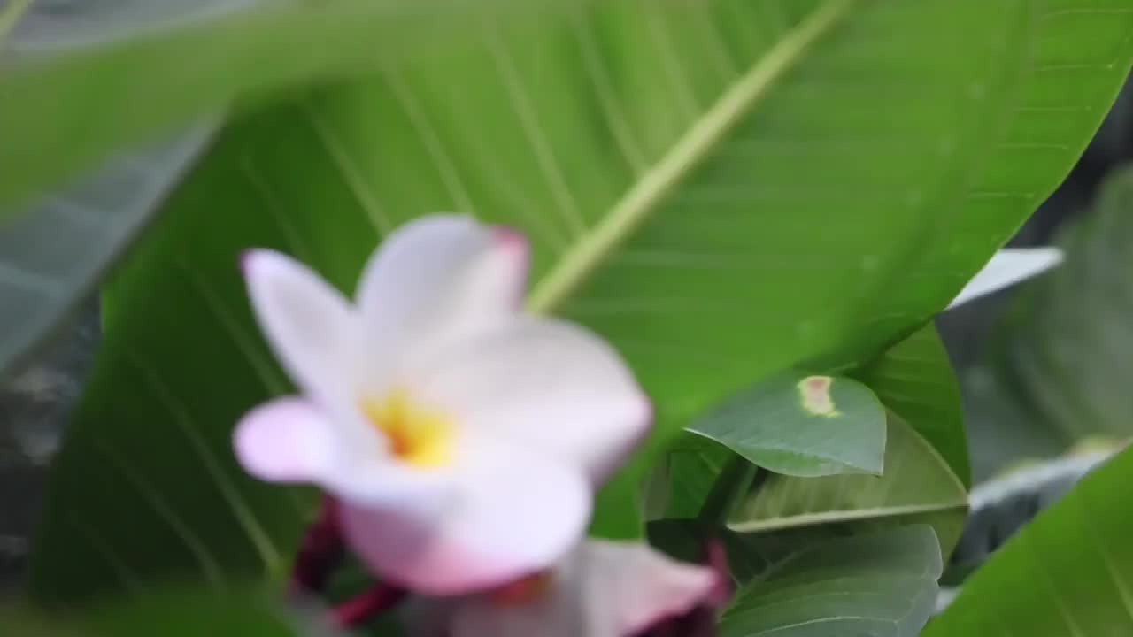 花视频素材