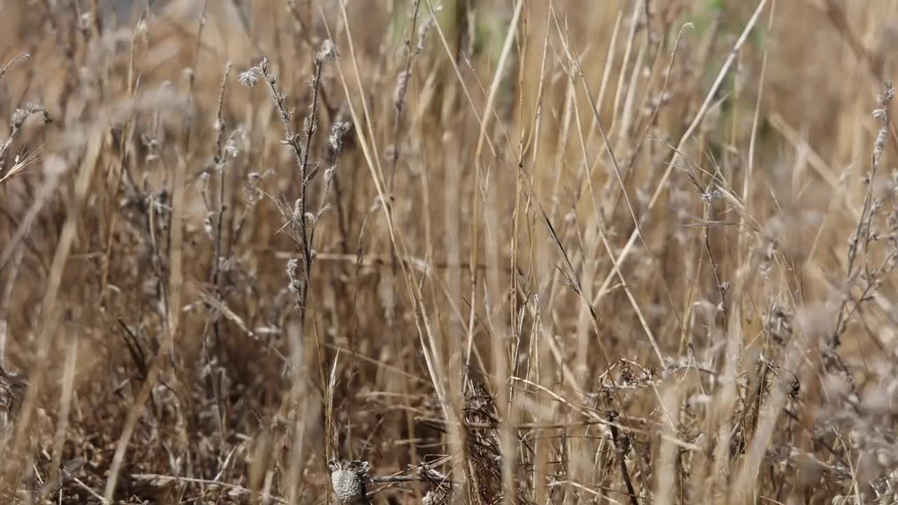 沙漠之花视频下载