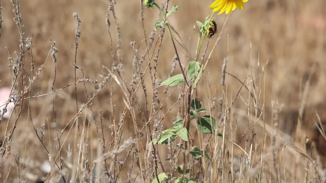 沙漠之花视频素材