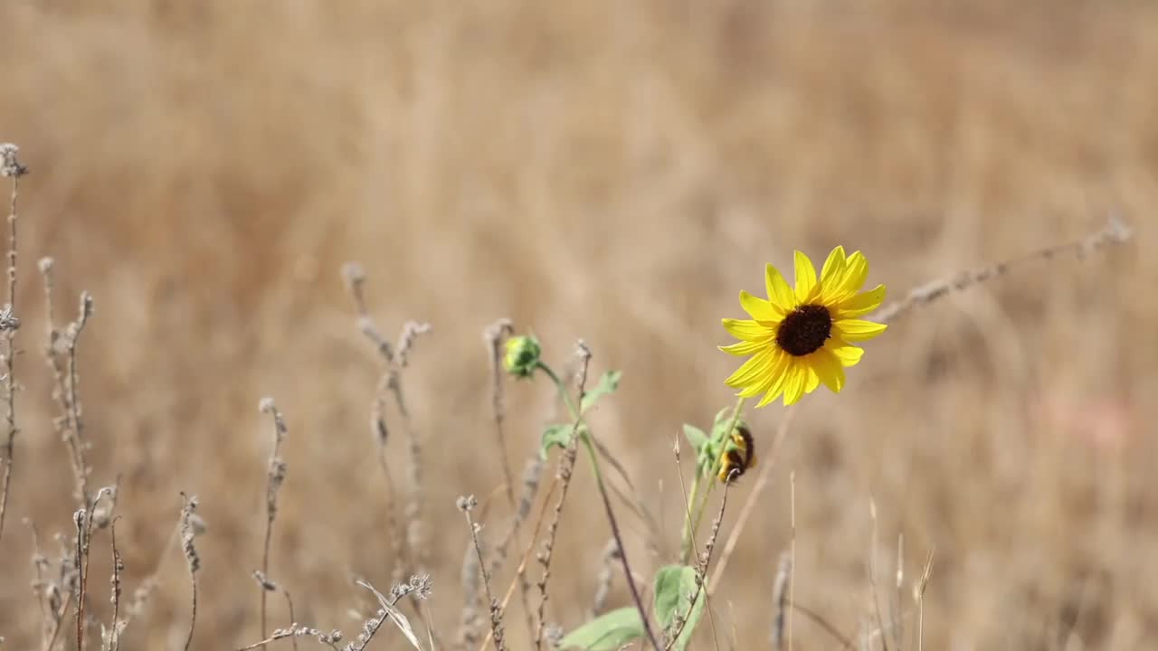 沙漠之花视频下载