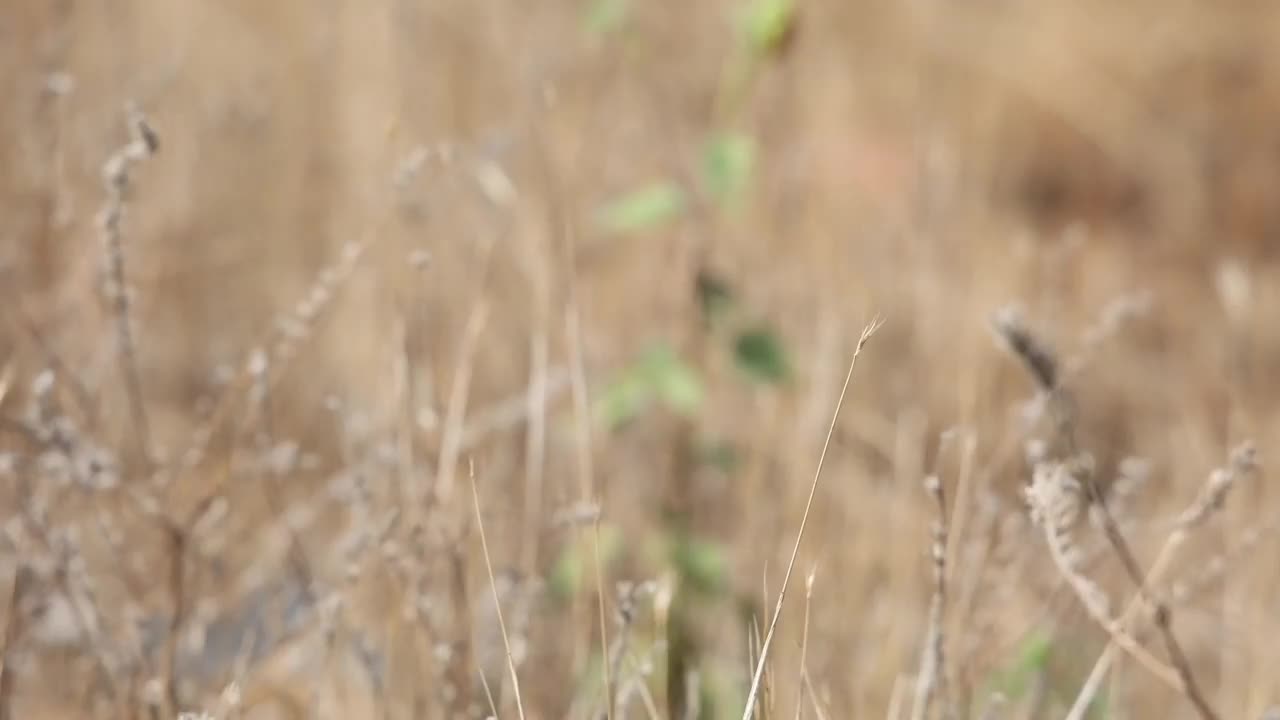 沙漠之花视频下载