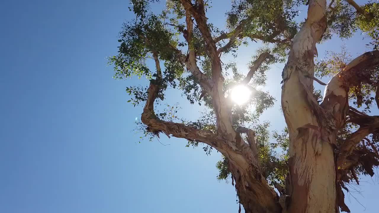 高大的树木视频下载