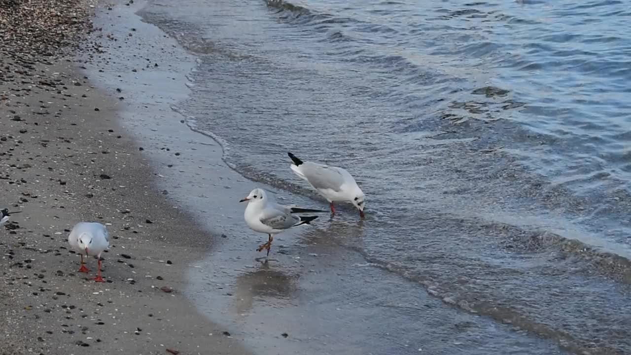 海鸥在黑海海岸附近水域的沙滩上移动的真人特写视频视频素材