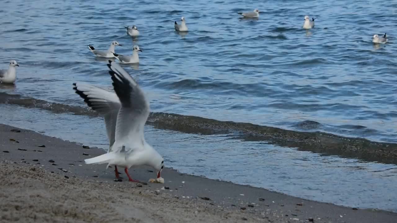 海鸥在黑海水中移动的真人视频视频素材