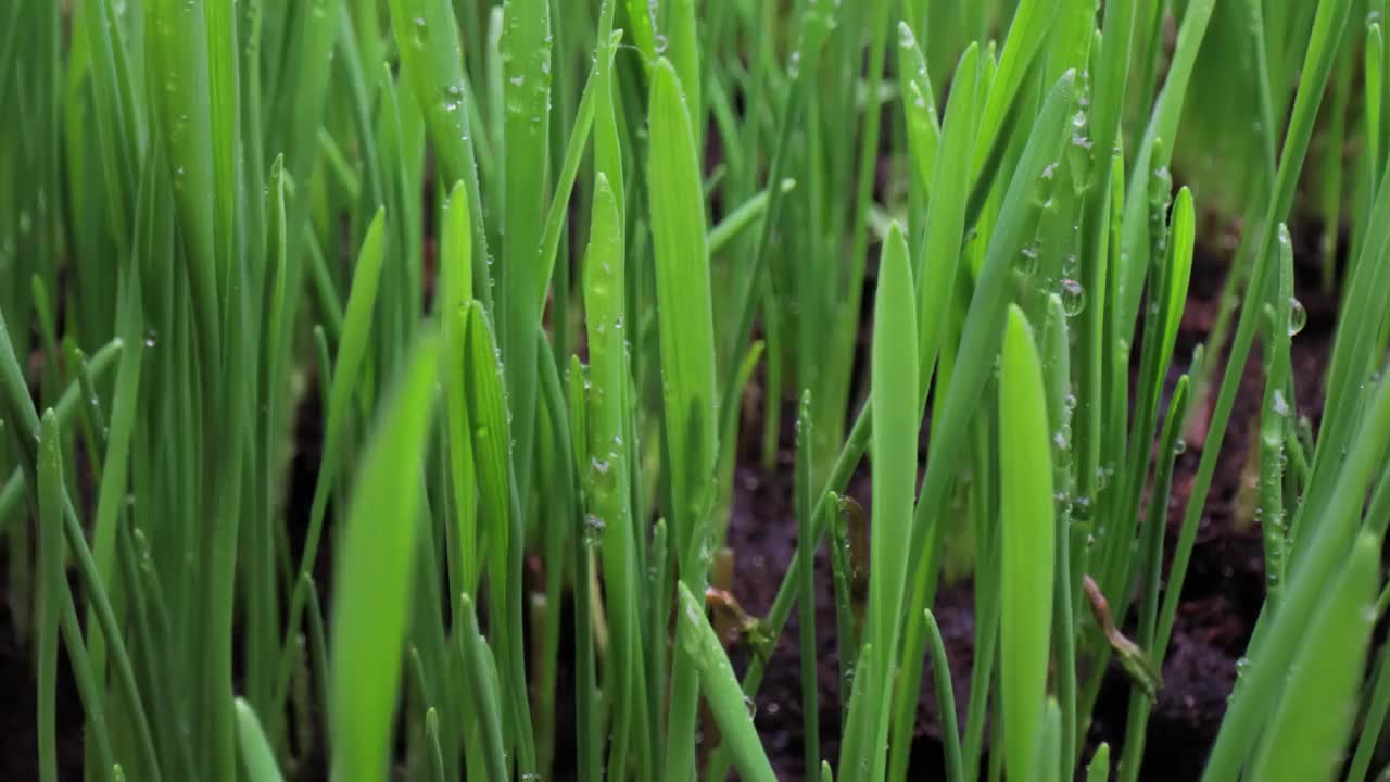 绿草特写超微距拍摄。视频素材