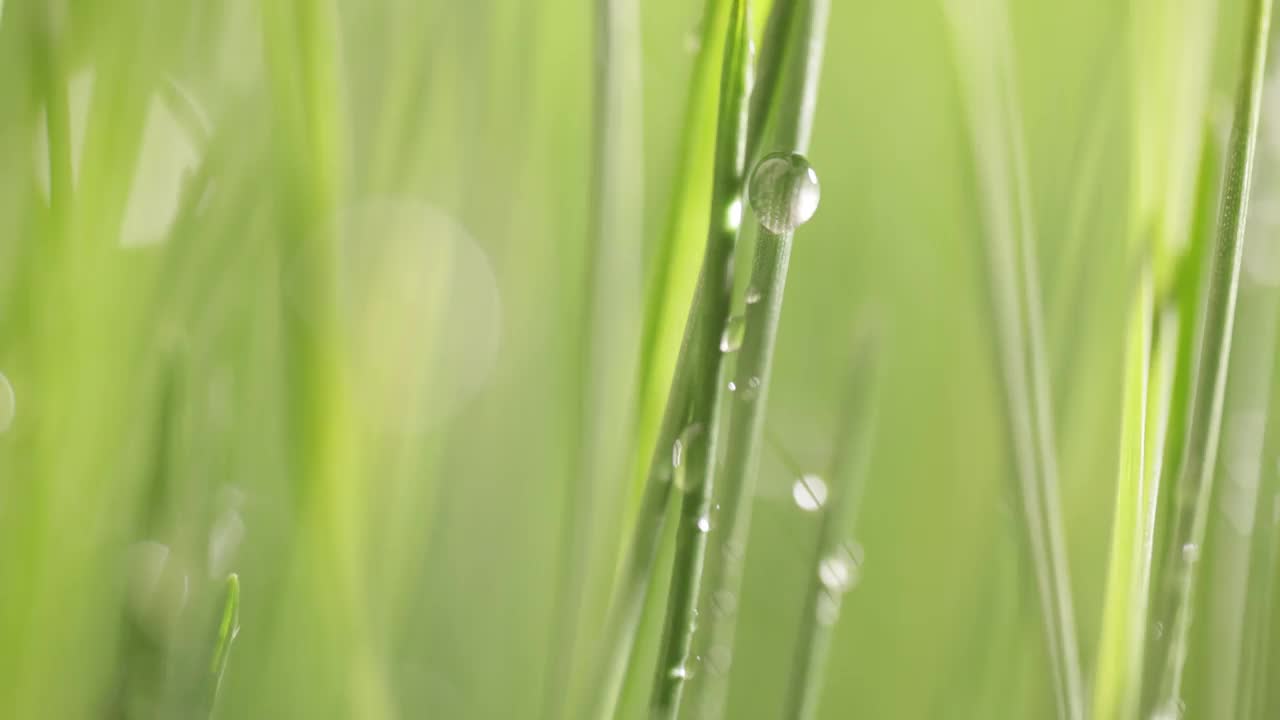 绿草特写超微距拍摄。视频素材