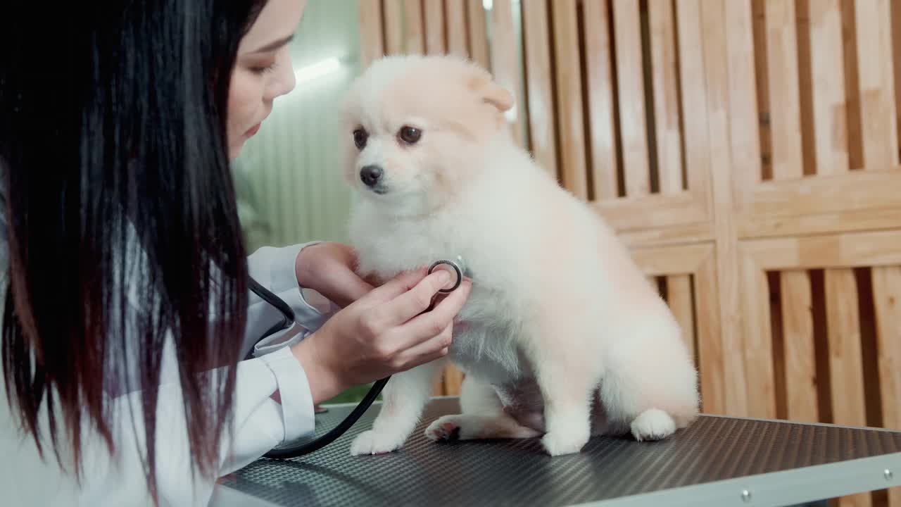 年轻的女兽医，带着听诊器检查狗视频素材