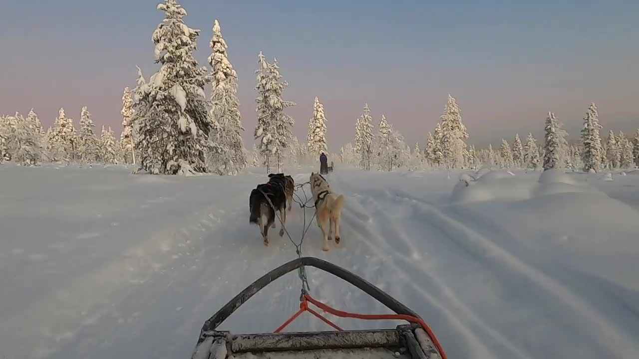 芬兰苔原上的狗拉雪橇视频素材