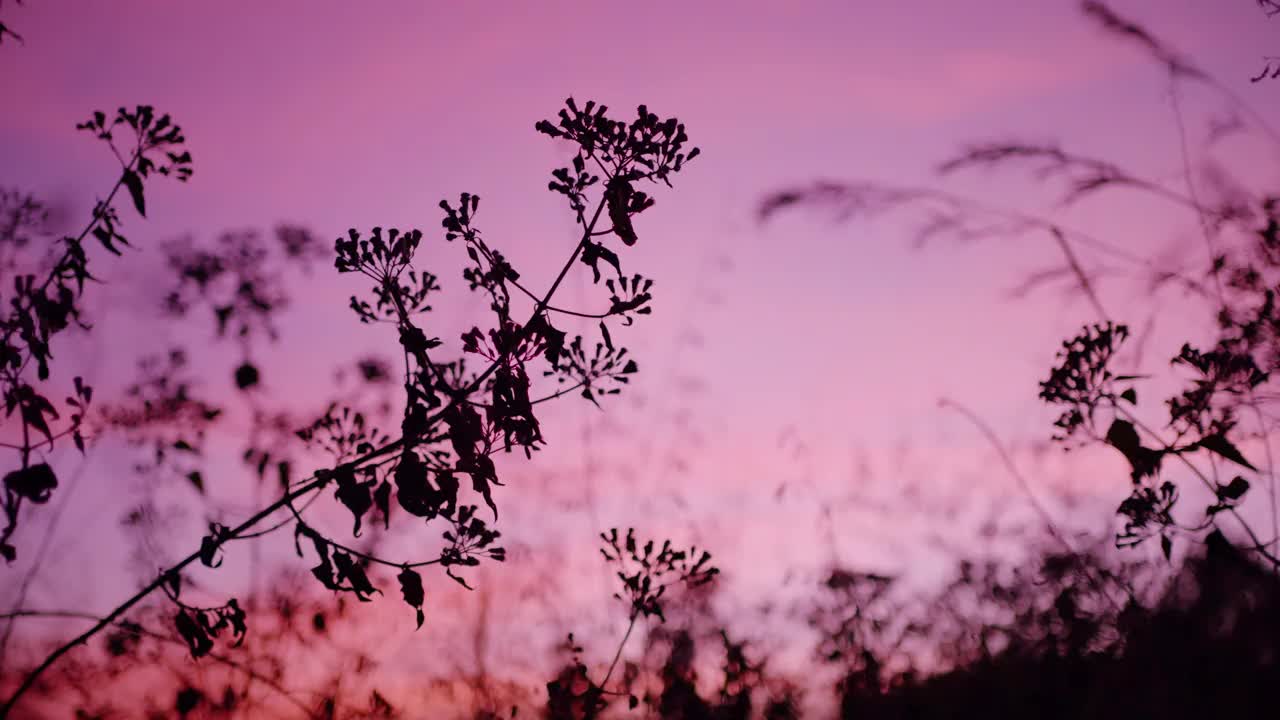 草花在风中，粉红色的天空在日落视频素材