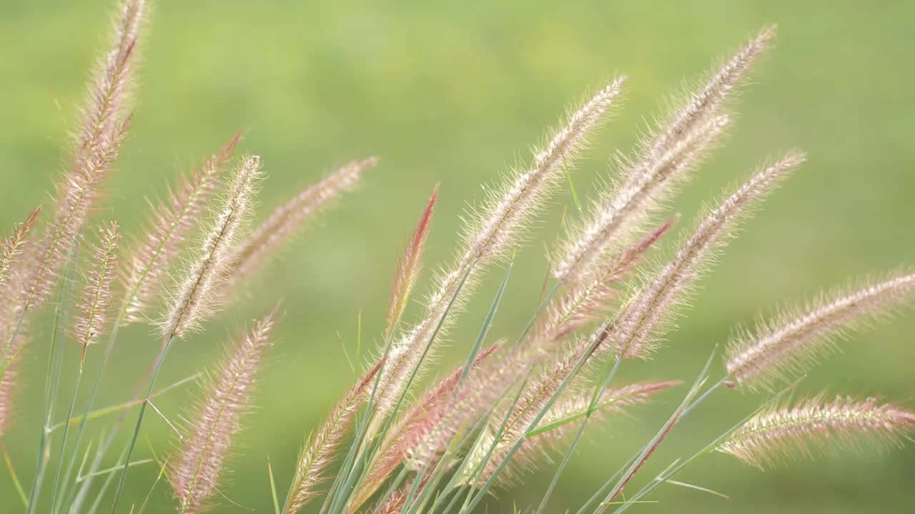 草在风中摇曳视频素材