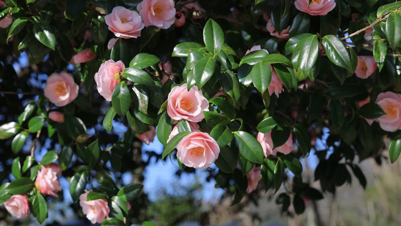 山茶花(Camellia Japonica) /海南郡，全南，韩国视频素材