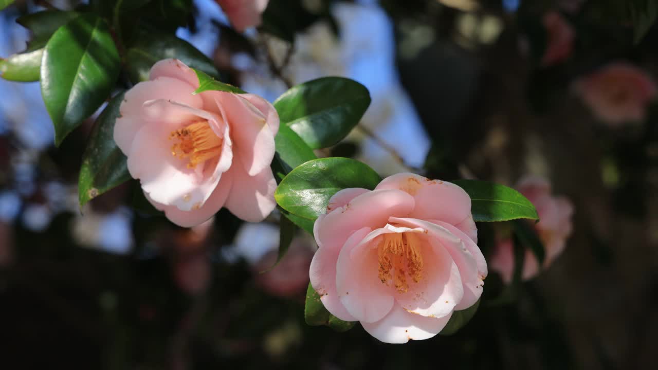 山茶花(Camellia Japonica) /海南郡，全南，韩国视频素材