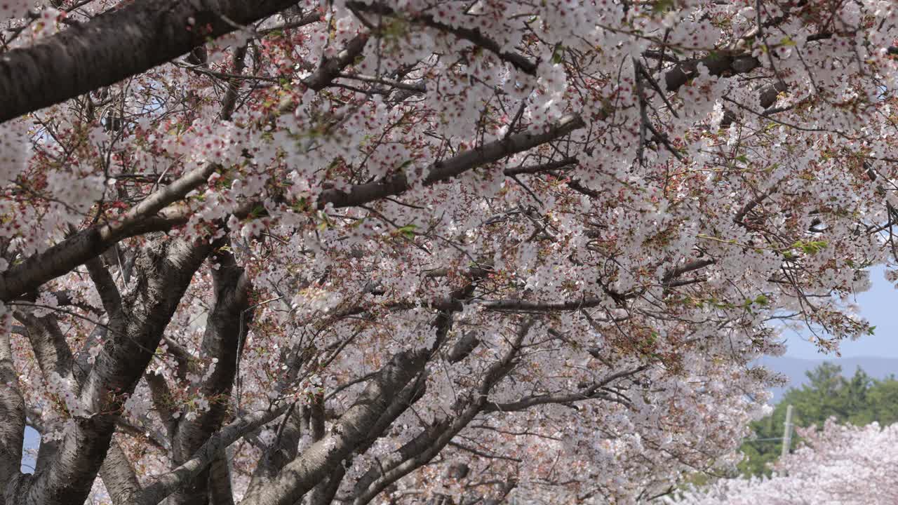 樱花(Prunus Campanulata) /韩国庆尚南道陕川郡视频素材