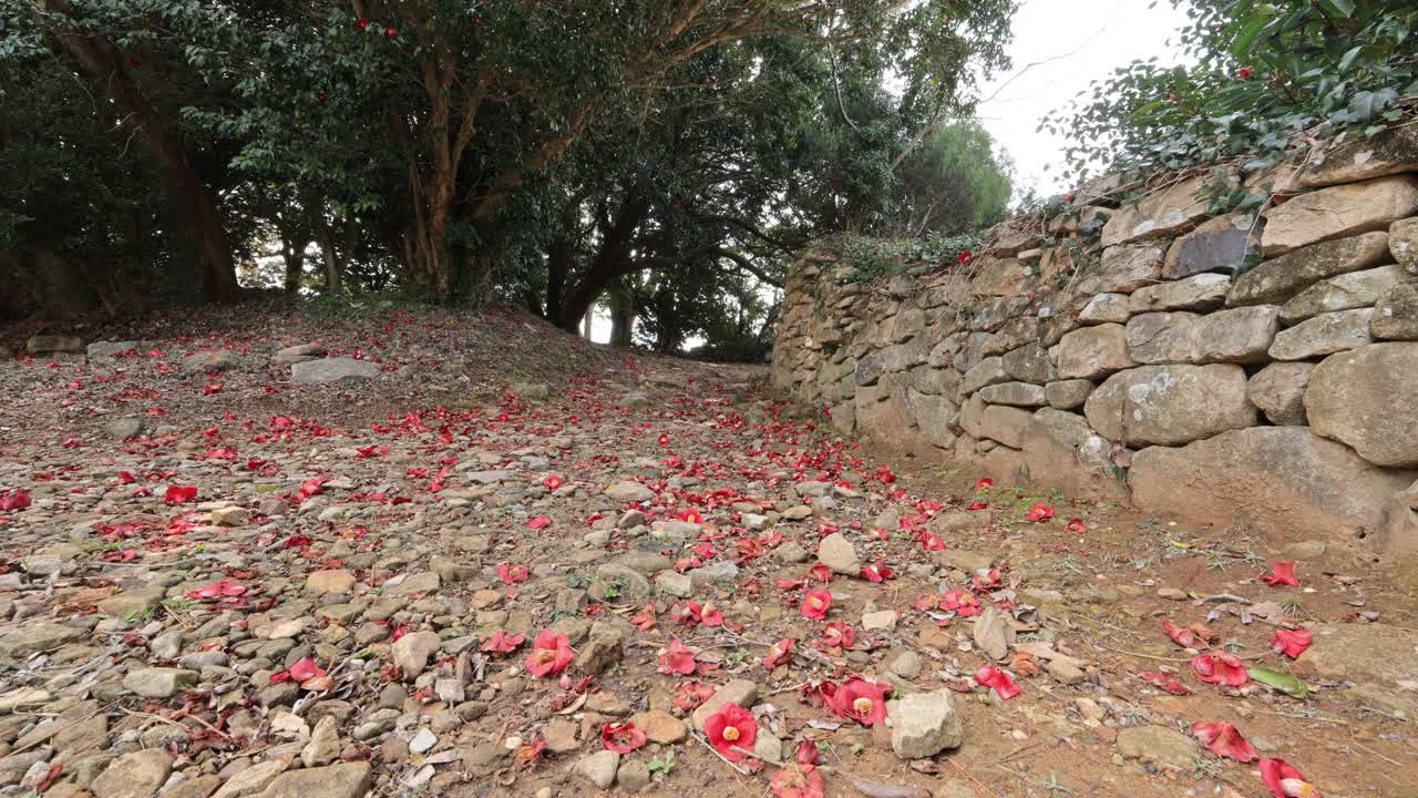 茶花(Camellia Japonica) /韩国视频素材