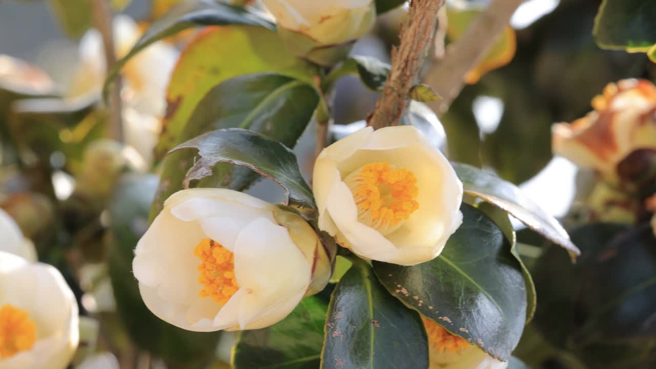 白色山茶花(Camellia Japonica) /韩国视频素材