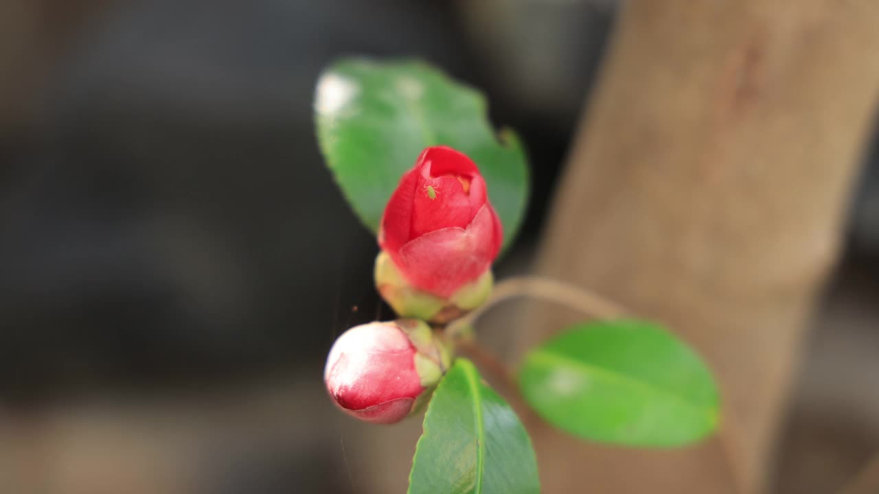 茶花(Camellia Japonica) /韩国视频素材