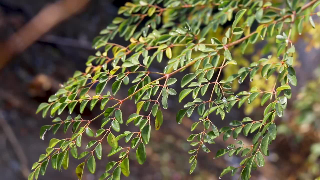 近距离观察辣木叶子视频素材