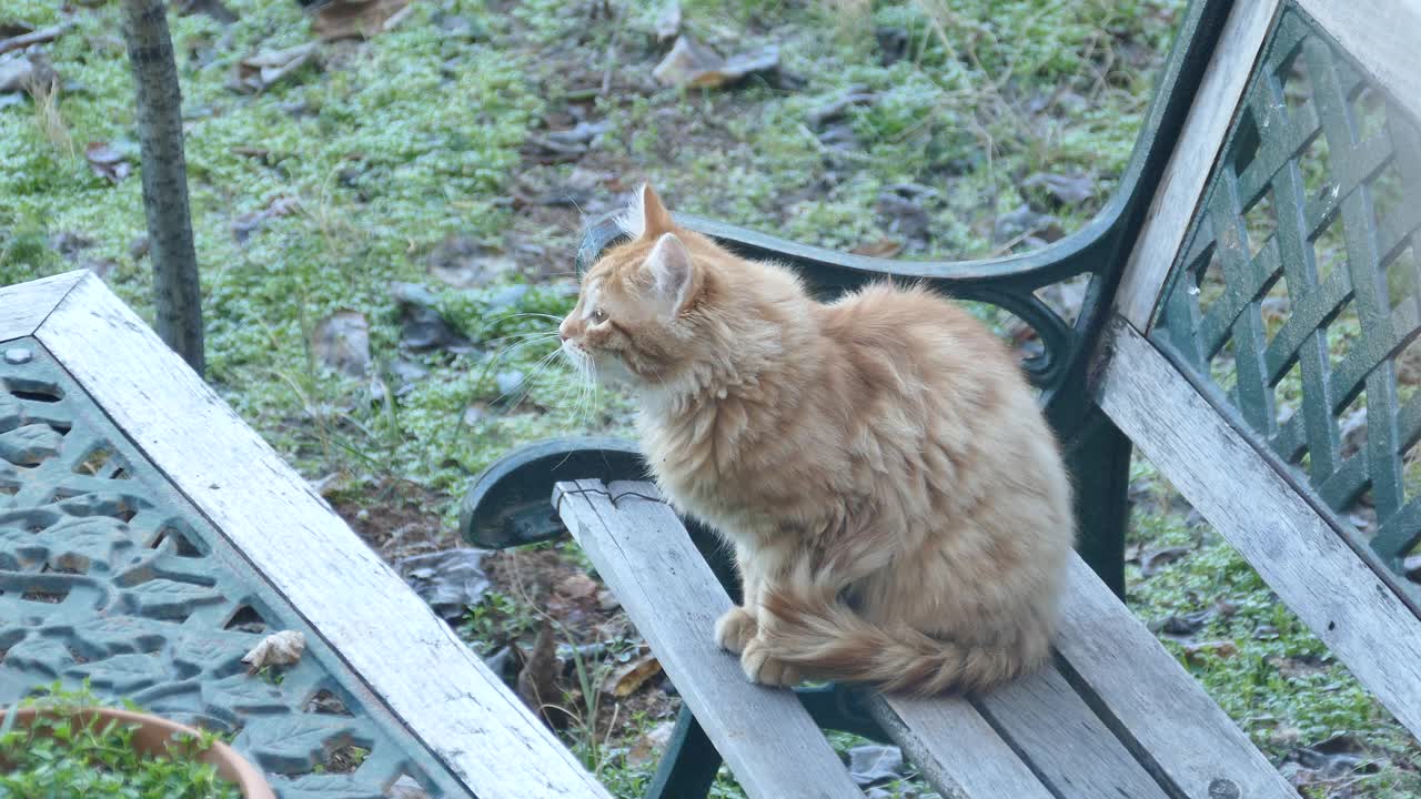 在一个寒冷的日子里，一只黄色的虎斑猫在花园里的长椅上打扫卫生视频素材