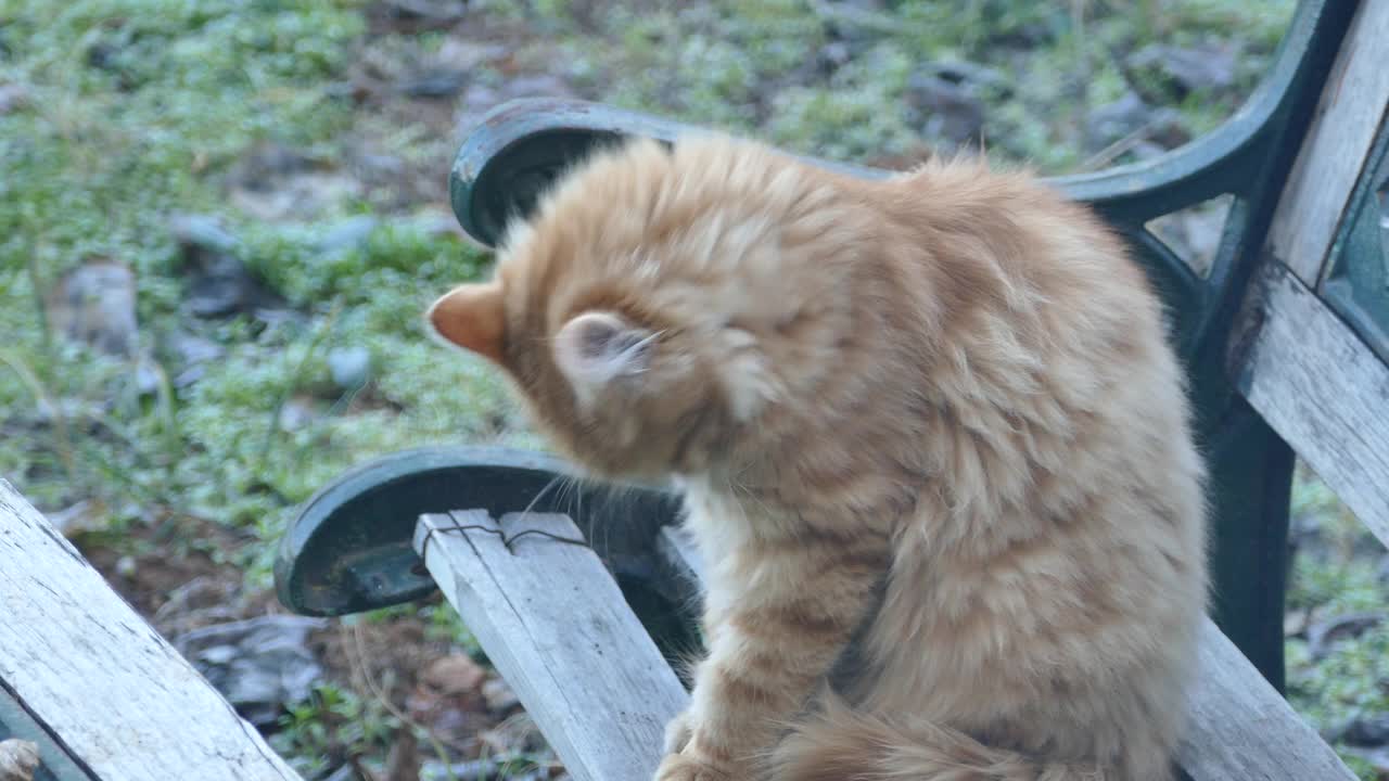 在一个寒冷的日子里，一只黄色的虎斑猫在花园里的长椅上打扫卫生视频素材