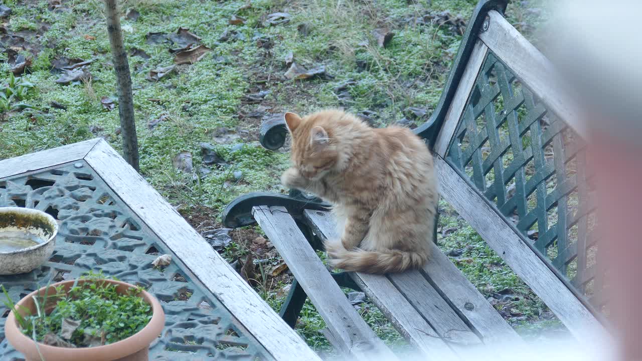 在一个寒冷的日子里，一只黄色的虎斑猫在花园里的长椅上打扫卫生视频素材