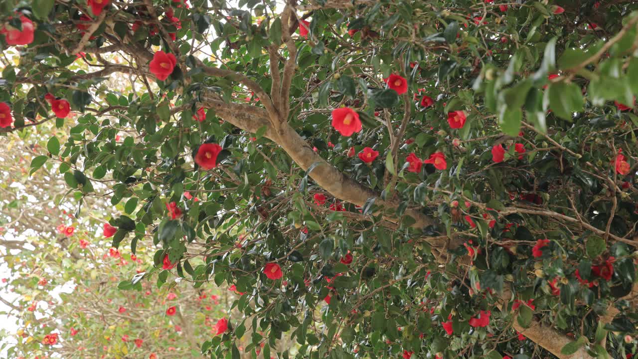 茶花(Camellia Japonica) /韩国视频素材