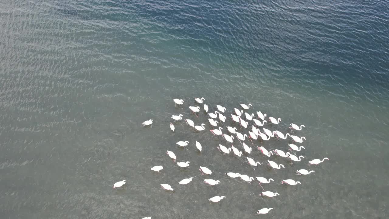 在海上行走的火烈鸟视频素材