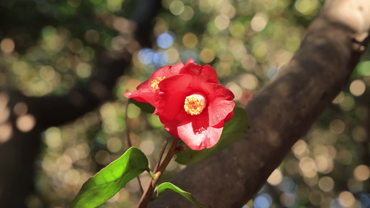 山茶花(Camellia Japonica) /丽水市，全南，韩国视频素材