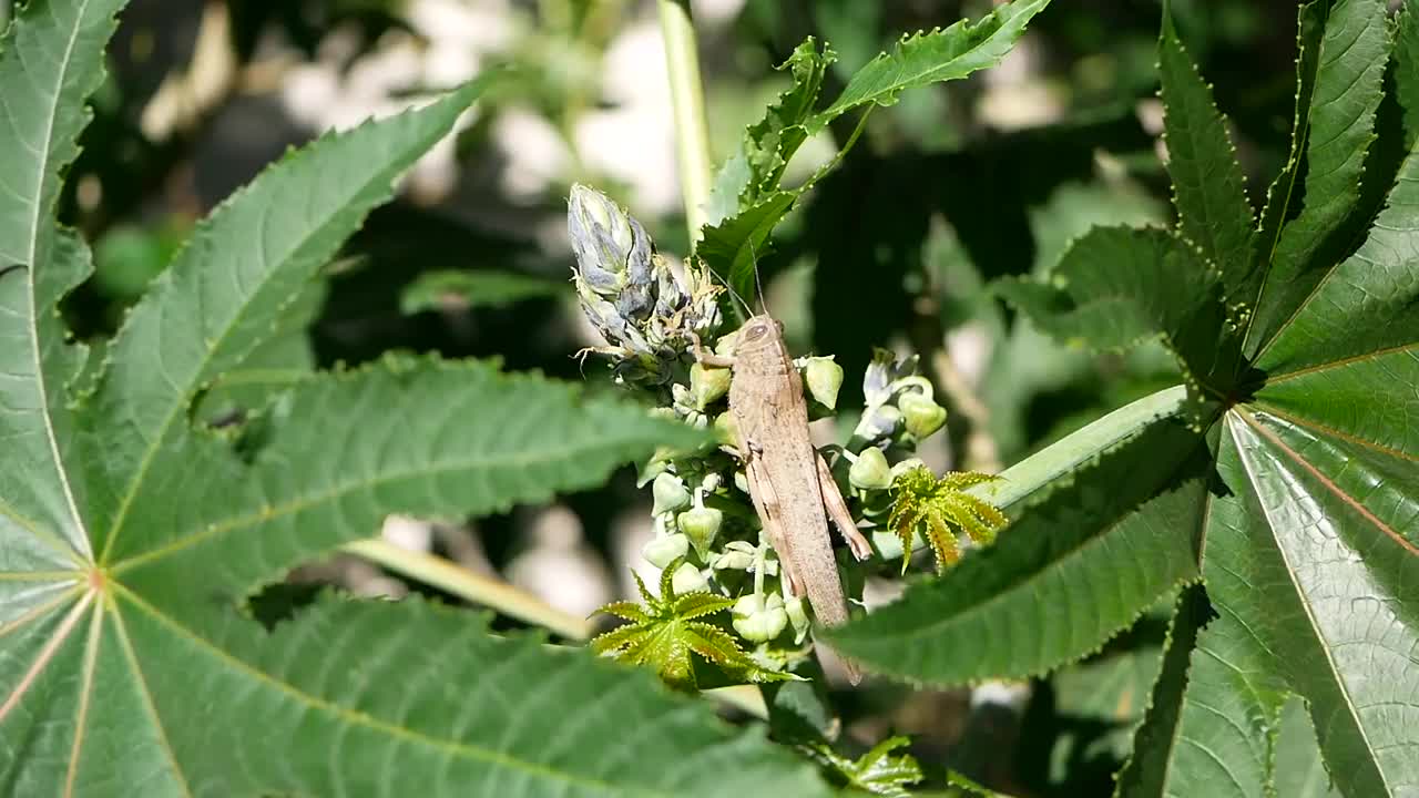 在一个阳光明媚的春日，一只落在绿色蓖麻茎上的棕灰色大蝗虫。昆虫在自然环境中的生活。在大树叶阴影中的棕色节肢动物。视频素材