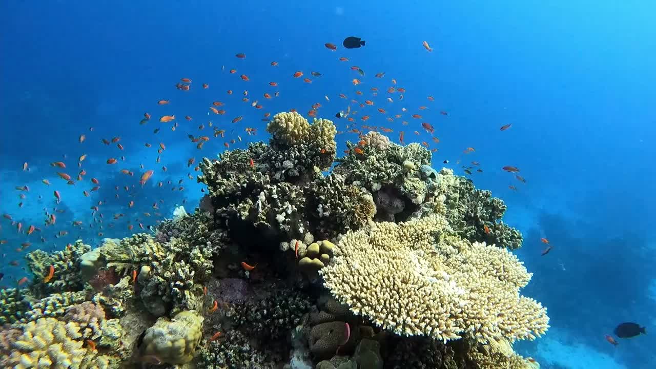 埃及红海海底五颜六色的珊瑚和奇异的小鱼视频素材