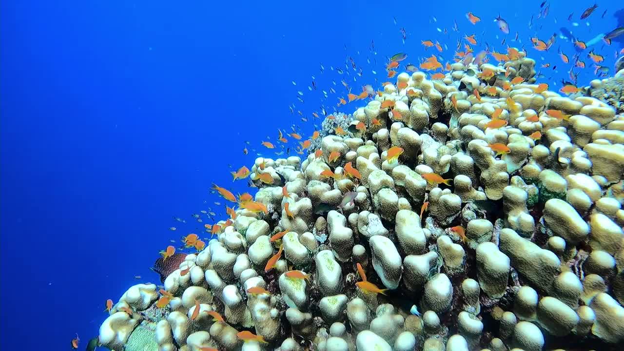 埃及红海海底五颜六色的珊瑚和奇异的小鱼视频素材