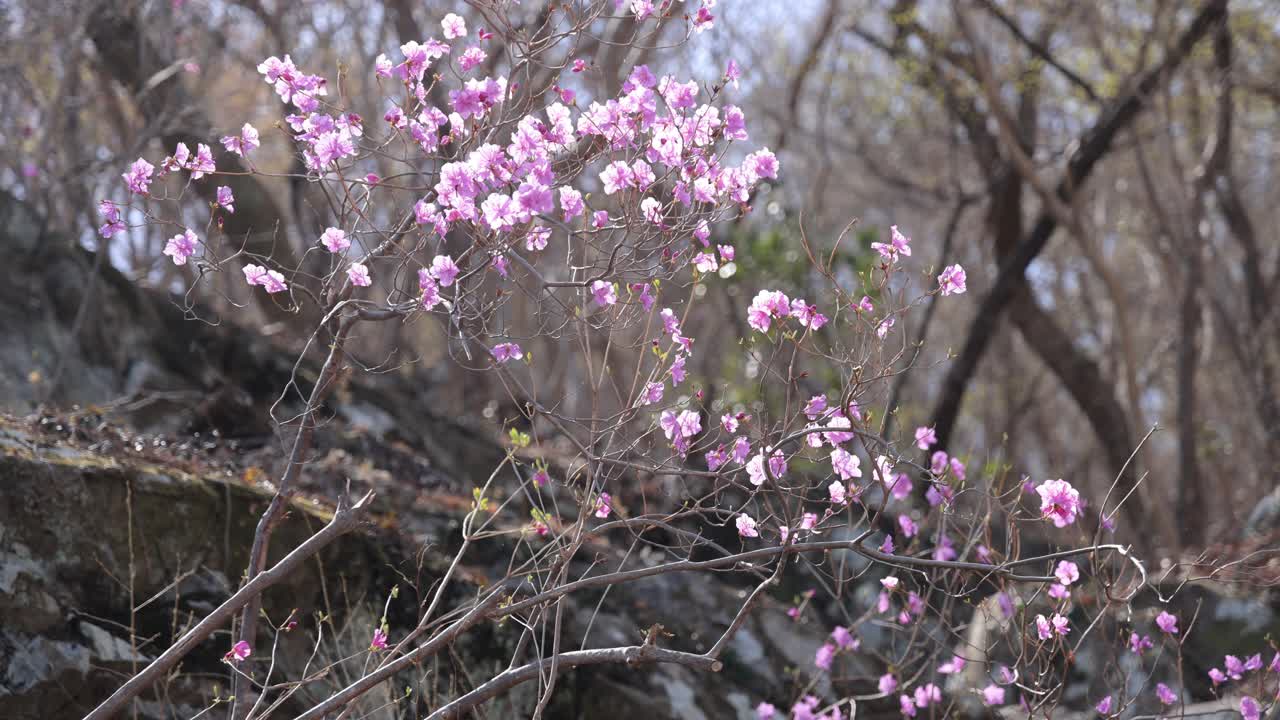 杜鹃花(Rhododendron Mucronulatum) /韩国全南丽水市视频素材