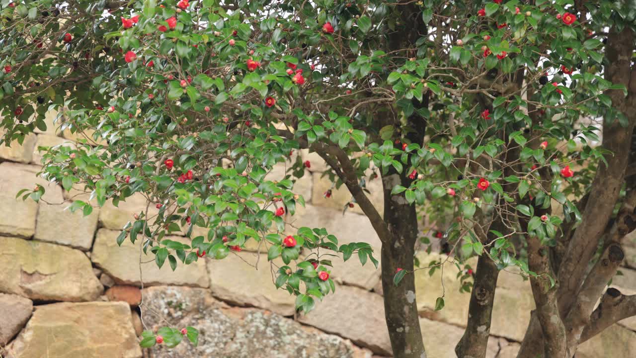 山茶花(Camellia Japonica) /海南郡，全南，韩国视频素材