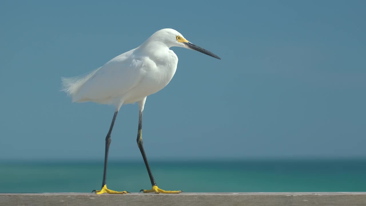 白鹭是一种野生海鸟，又名夏季海边的大白鹭视频素材